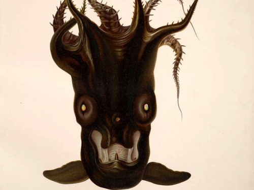 vampire squid