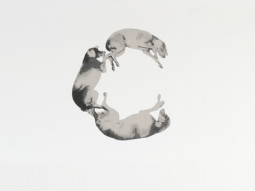 dogs grouped into letters