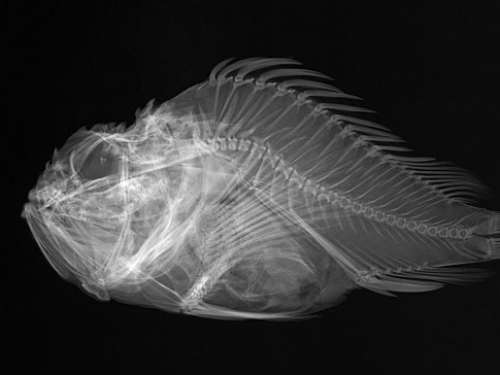Shortsnout Scorpionfish X-Ray, 1908