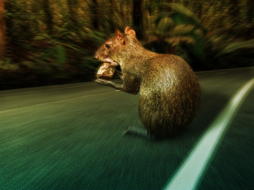 agouti on a road