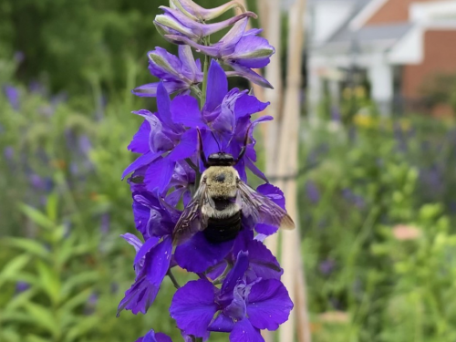 A yellow and black-colored carpenter bee perches atop a purple flower with green grasses and wildflowers behind it.