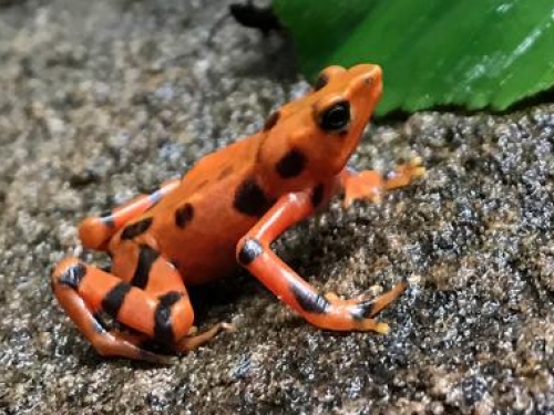 variable harlequin frog, Atelopus varius