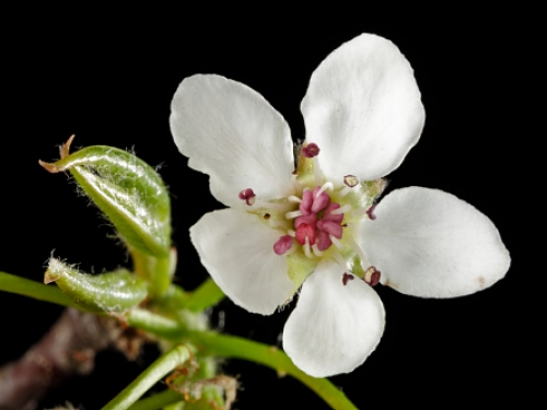pear flower