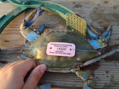 A blue crab with a pink tag attached to its back.