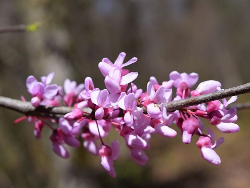 Pink flowers on a branch.