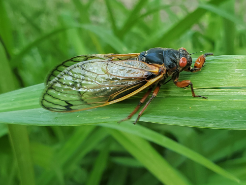 cicada on a leaf