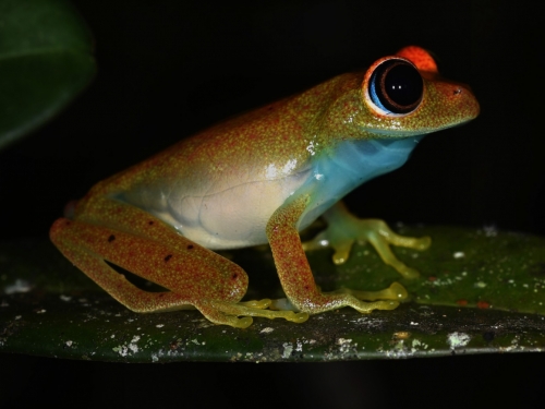 frog