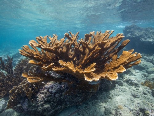 Elkhorn coral sits in vivid blue ocean water.