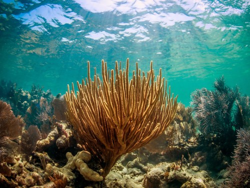 An orange coral head sits in center of underwater image. Light streams in above from the ocean's surface.
