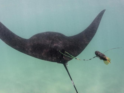 ray with satellite transponder