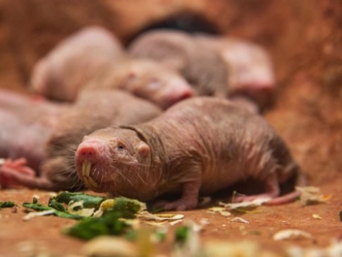 Naked mole-rats in their new home