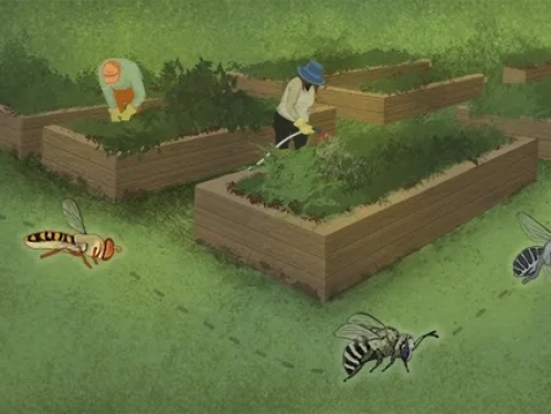 Illustration of a gardener kneeling next to a garden bed.
