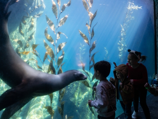 A seal dives playfully in front of a young child.