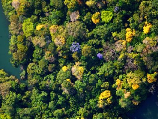 An aerial image of trees. 