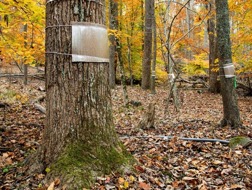 Image of a forest, zoomed in on a tree trunk with a piece of tin attached to the trunk with string.
