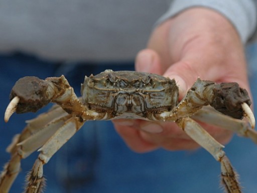 blue crab