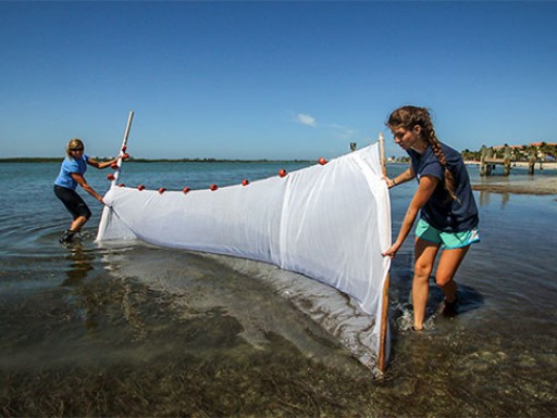 scientists using a net in the water
