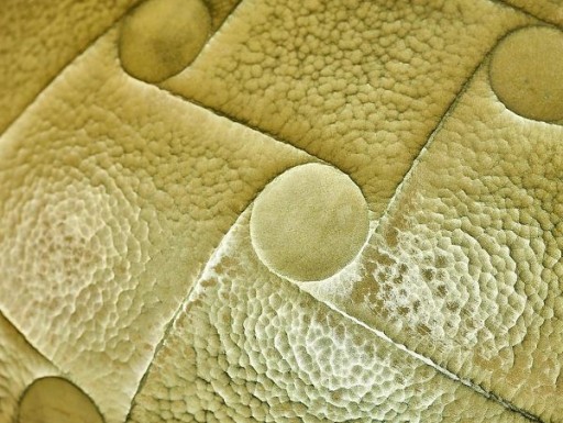 A photograph of metal that has been pounded into an x-shaped design.