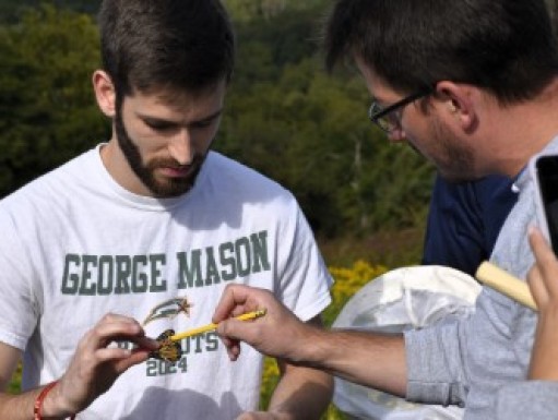 A student tags a monarch butterfly wing