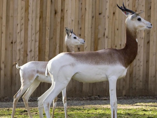 Scimitar oryx adult and juvenile