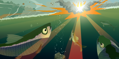 herring illustration