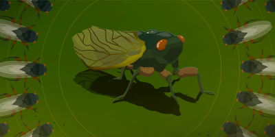 cicada