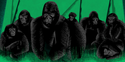Illustration of gorillas.