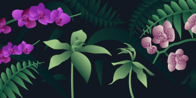 orchid illustration.