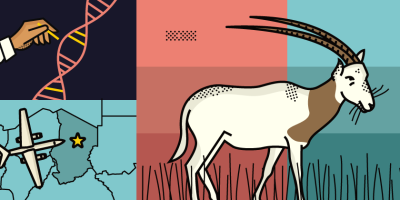 scimitar-horned oryx