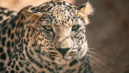 Close-up of a tan and black-spotted leopard.