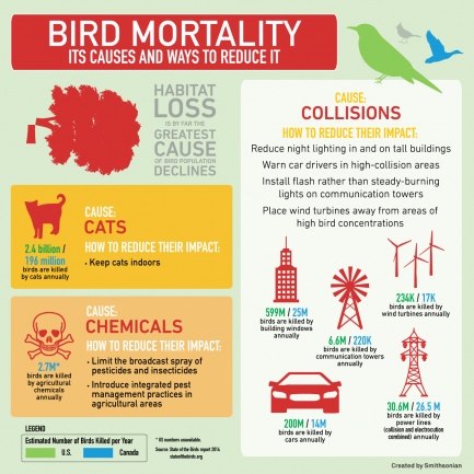 Bird Mortality Infograhic