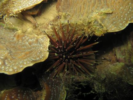 Sea urchin