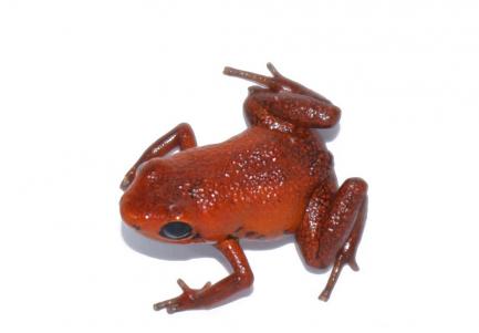 First Adinobates geminisae froglet hatched in captivity