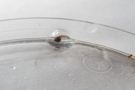 Adinobates geminisae tadpole