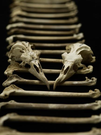 Hawaiian Petrel Bones