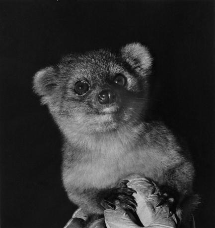 Olinguito at Zoo