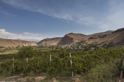 Vineyard