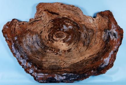 petrified wood