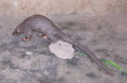 African Pangolin