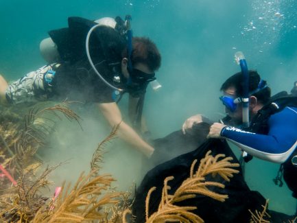 scooba divers