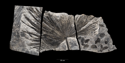 Three pieces of gray stone with imprint of leaf in half-moon shape with discernible straight leaves.