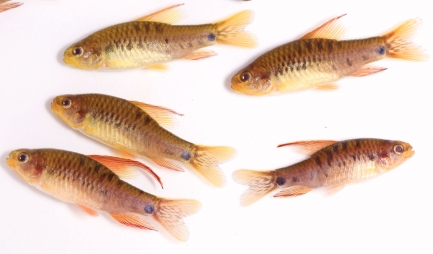 Five small fish on blan background