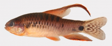 Single small fish on plain background