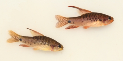 Two fish against a blank background