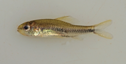 Single fish against a blank background