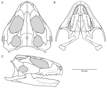 Three line drawings of a reptilian skull reconstruction