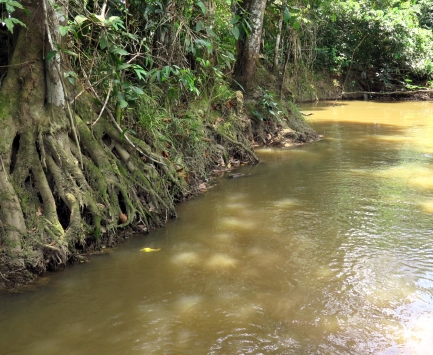 River and river bed full of tree roots