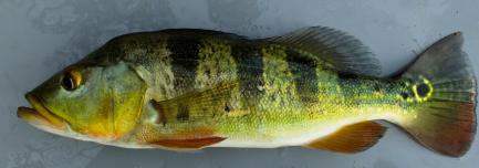 Striped fish specimen