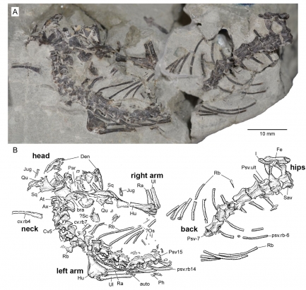 Photo and illustration of reptilian skull