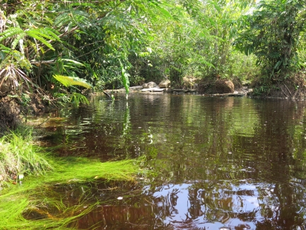 River and surrounding foliage